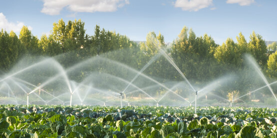 irrigation 