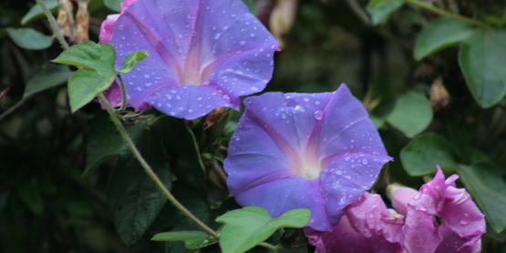 Beautiful Morning Glory by Swaminathan