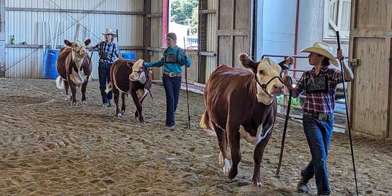 Beef Show
