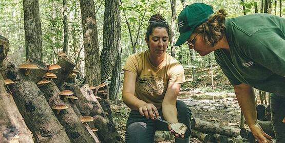 an educator points to the gills of a shiitake mushroom