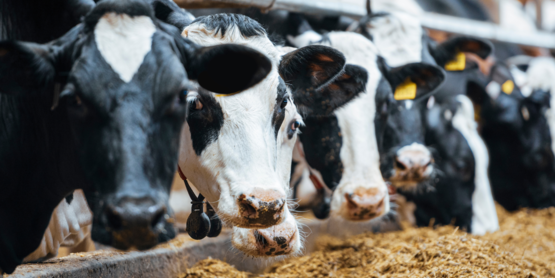 Hoof trimming banner