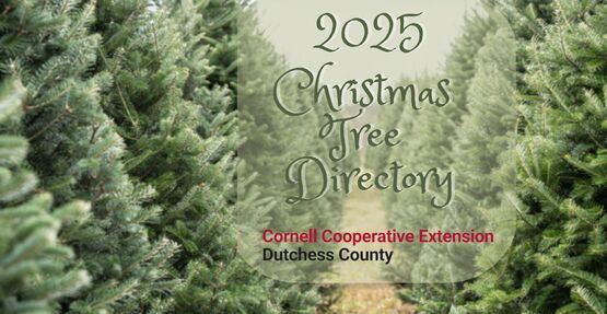 2025 Christmas tree list header