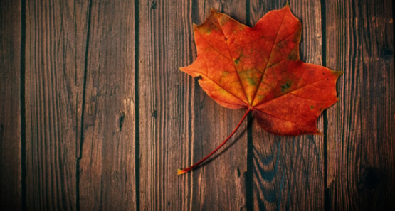maple leaf