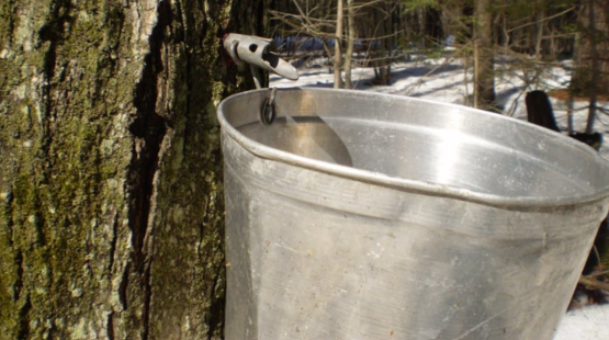 maple sap
