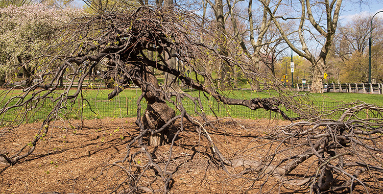 Camperdown Elm Tree