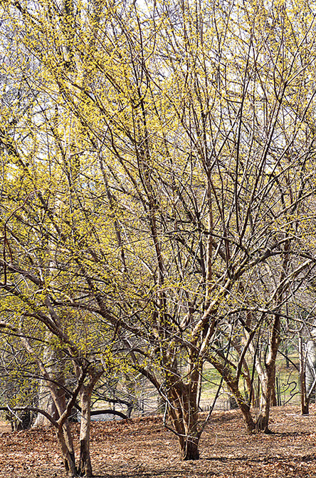Cornelian Cherry Tree