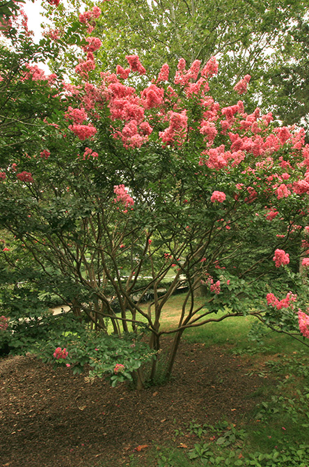 Crepe Myrtle Tree