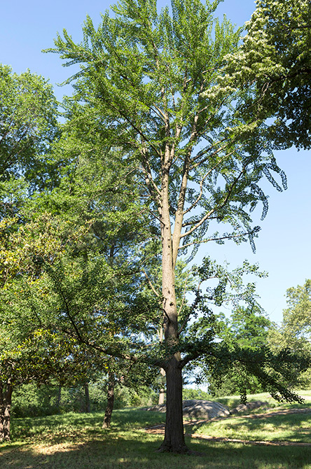 Ginkgo Tree