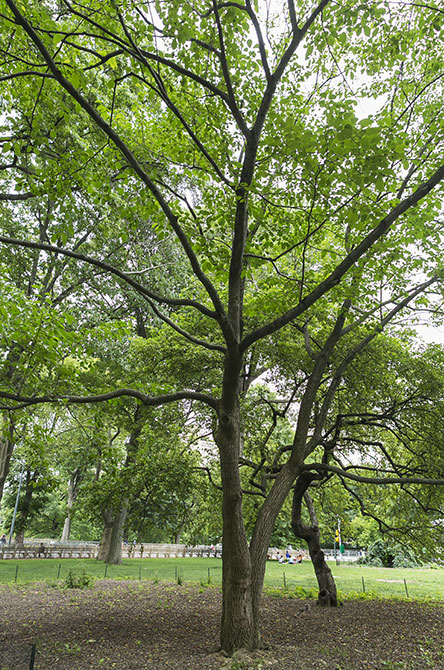 Hardy Rubber Tree