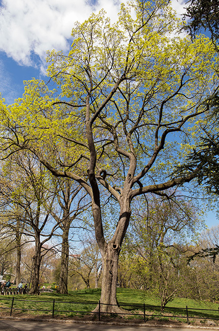 Norway Maple Tree