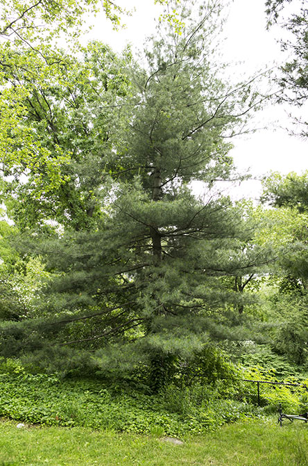 Scotch Pine Tree