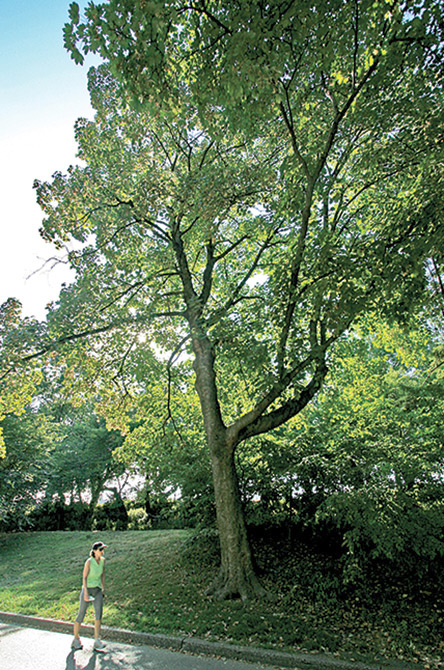 Sycamore Maple Tree