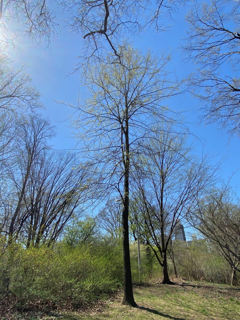 Laurel Oak Central Park Conservancy