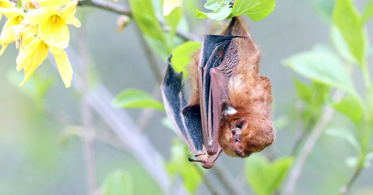Flying in Plain Sight The Bats of Central… Central Park Conservancy