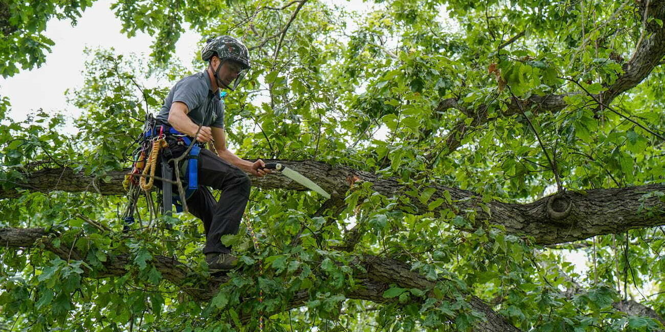 What may happen next for the arborist team? What may happen next for the arborist team?
