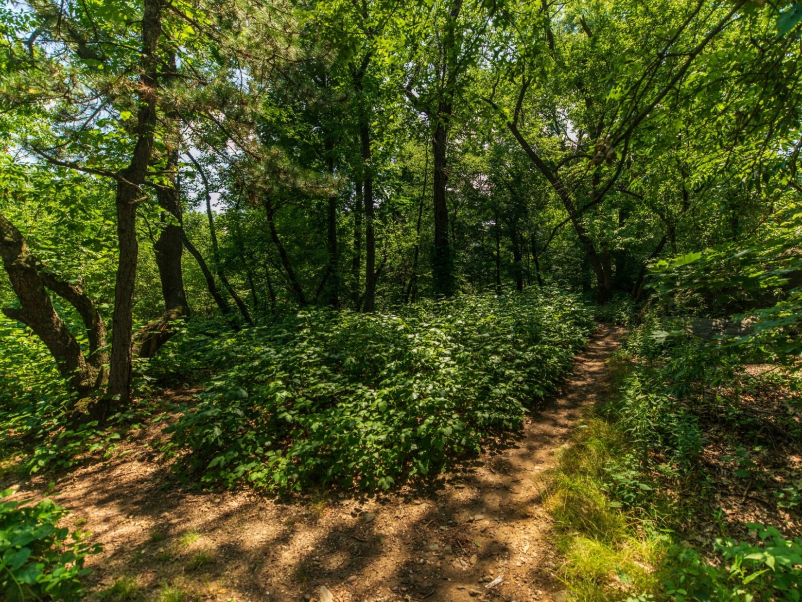 A path winds deeper into the North Woods