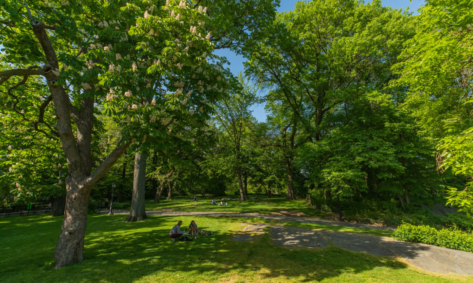 People sitting under a tree on the lawn, with rock outcropping nearby