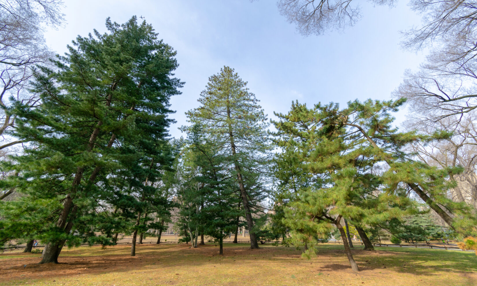 Pine trees in the Arthur Ross Pinetum, Central Park