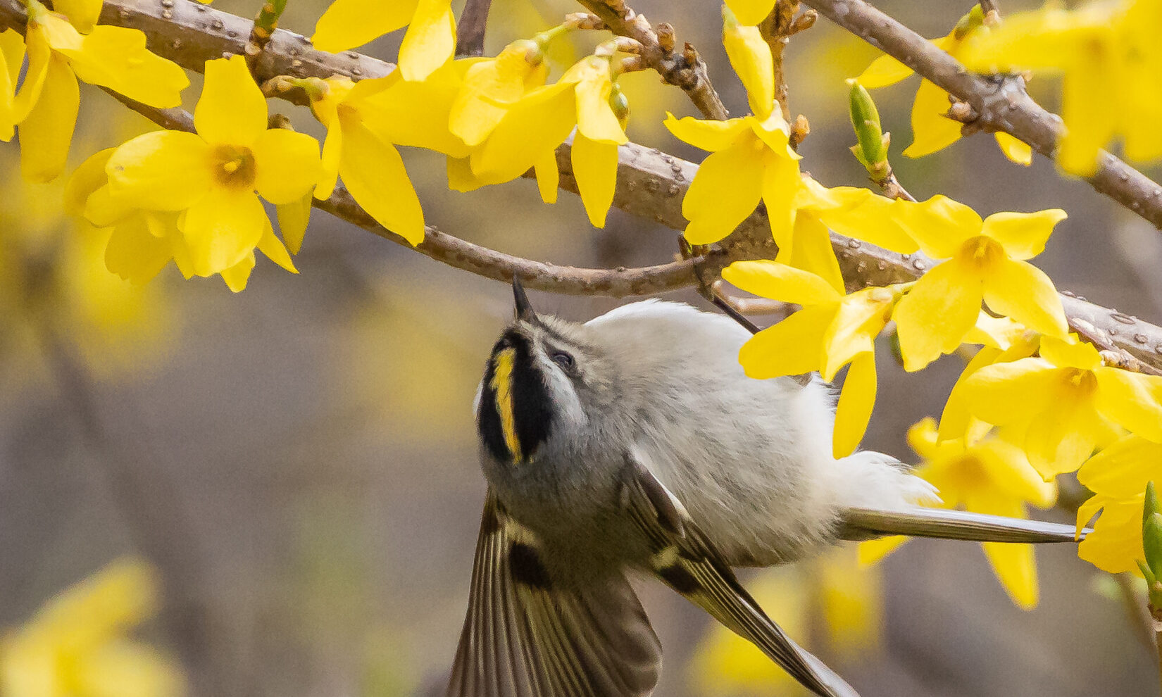 Wildlife goldencrownedkinglet 20230331