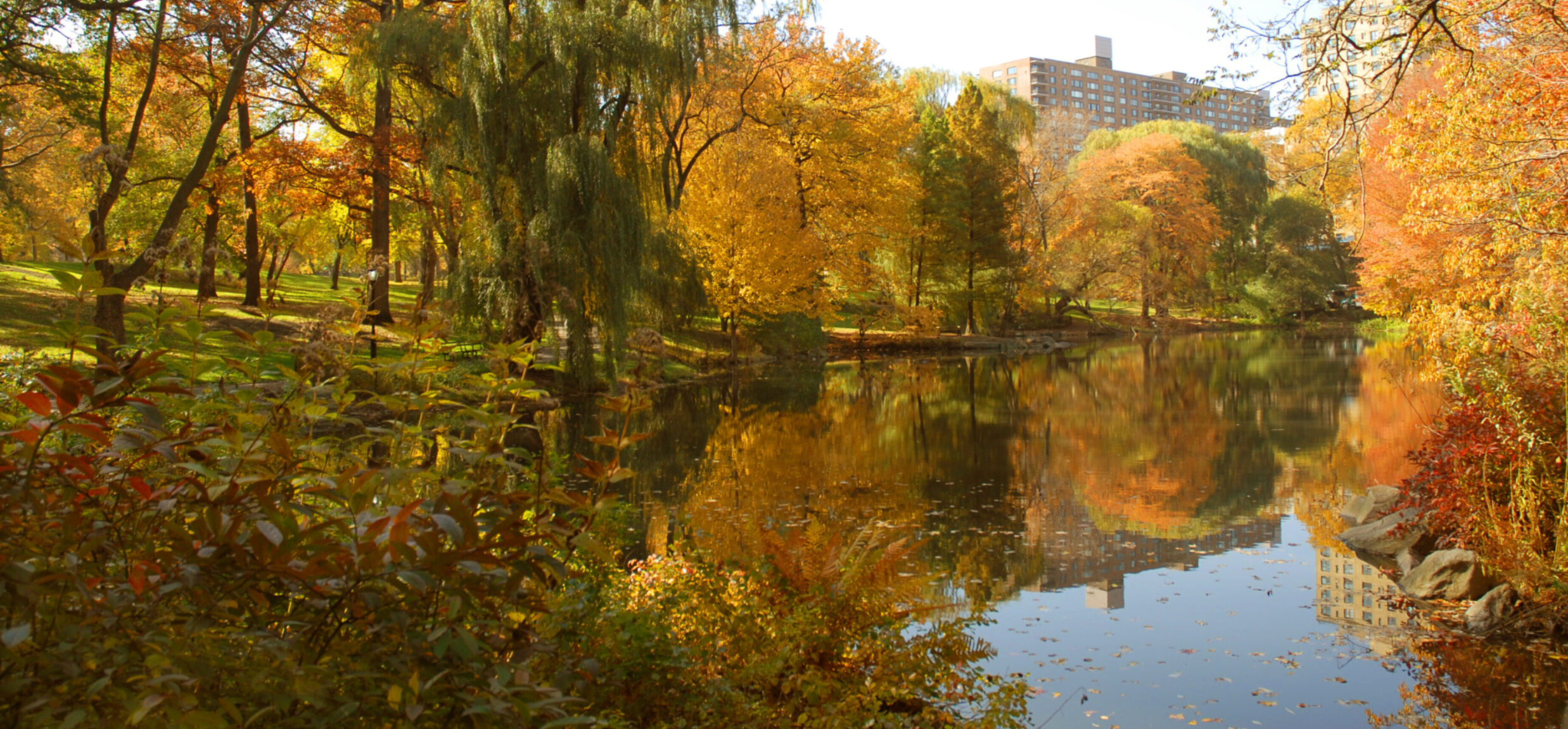 Official Tour Fall Forest Bathing Walk Central Park Conservancy