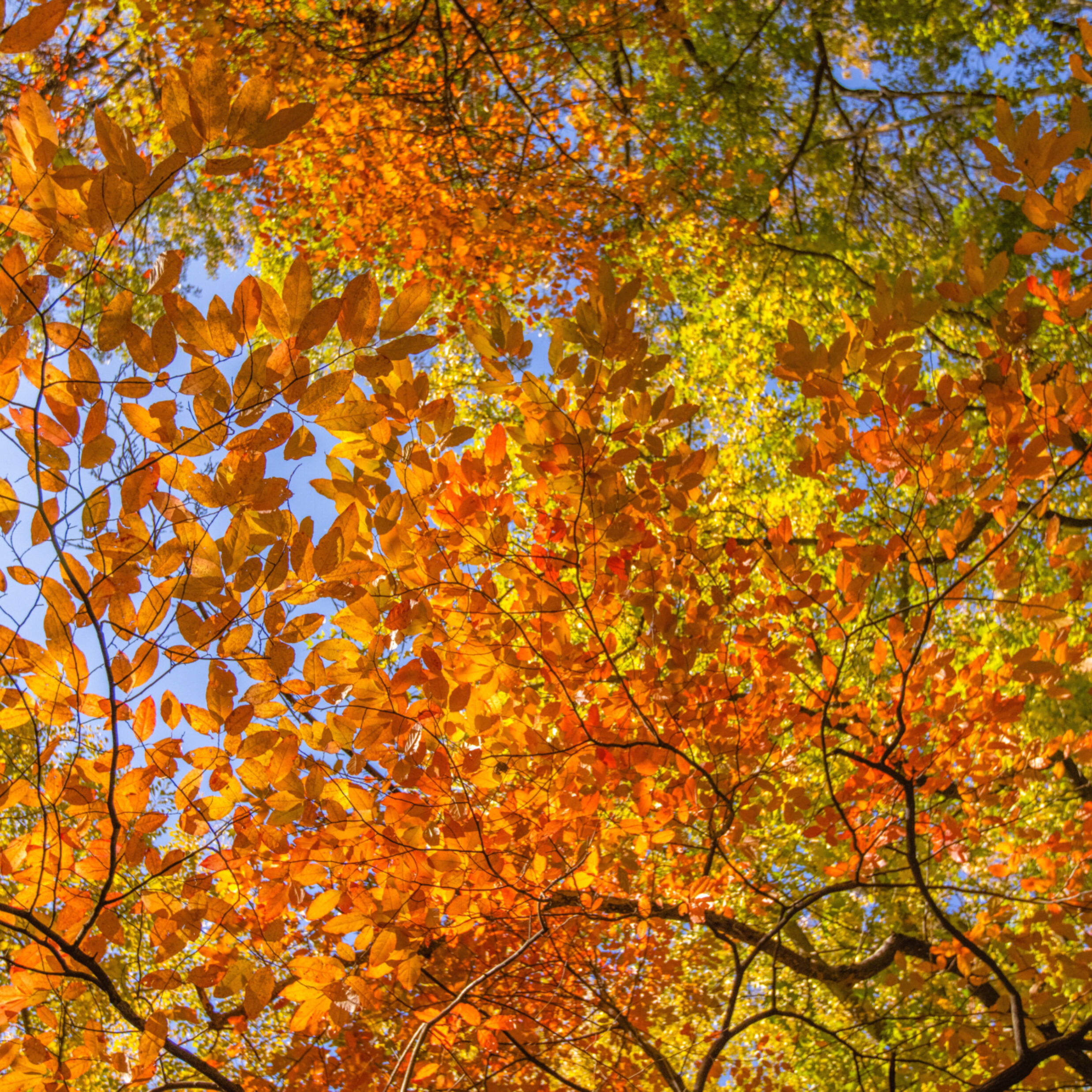 Your Official Guide to Central Park Central Park Conservancy