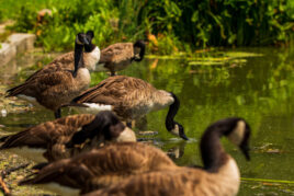 Harlem Meer 20200725 IMG 0031