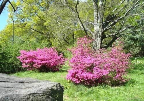 Azalea | Central Park Conservancy
