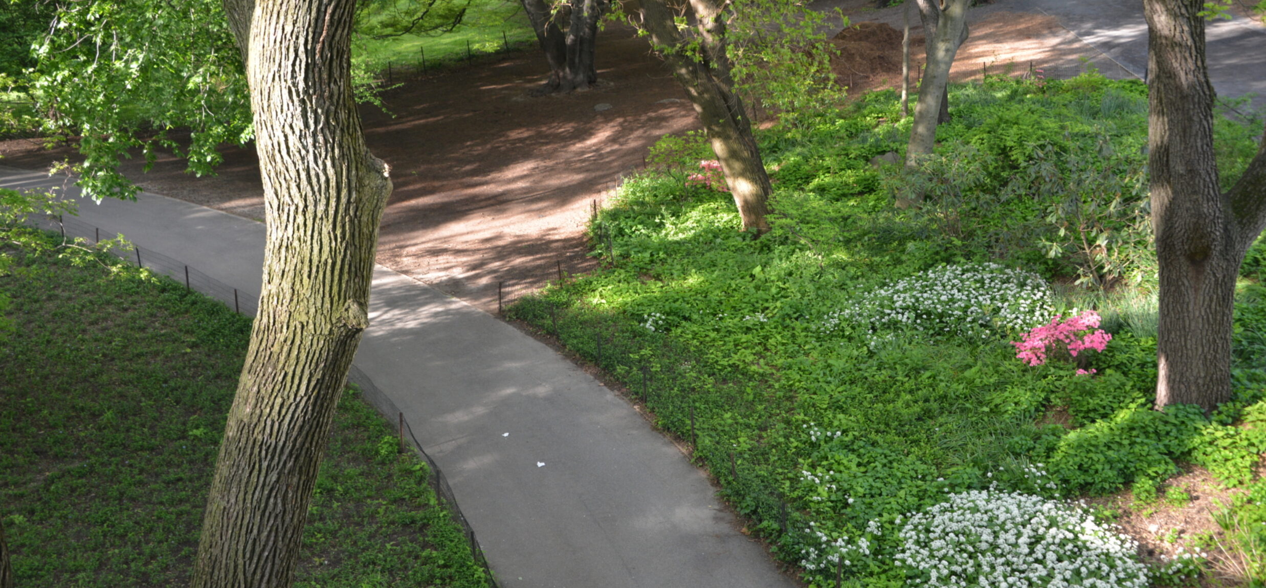 Azalea Walk | Central Park Conservancy