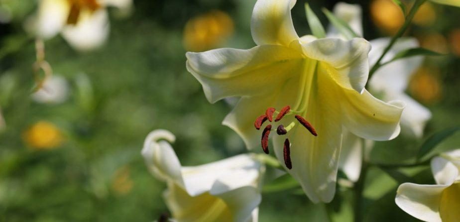 Our Guide to Central Park Blooms