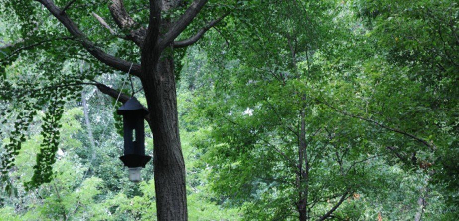 8 Secrets of Central Park