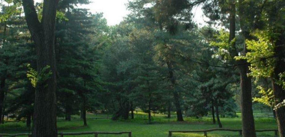 A view of the Pinetum