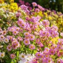 Spring blooms