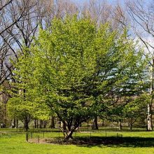 Tree in Spring