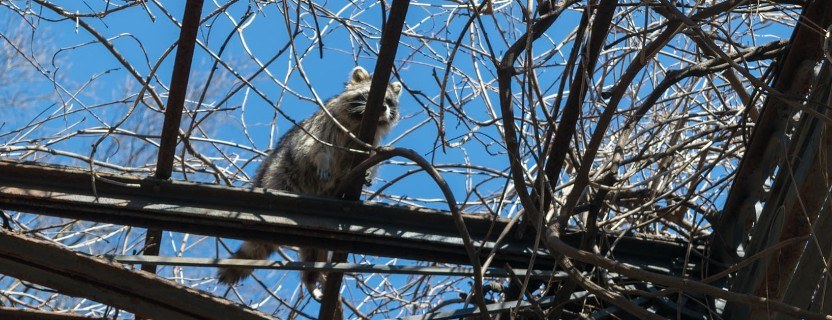 A Central Park raccoon