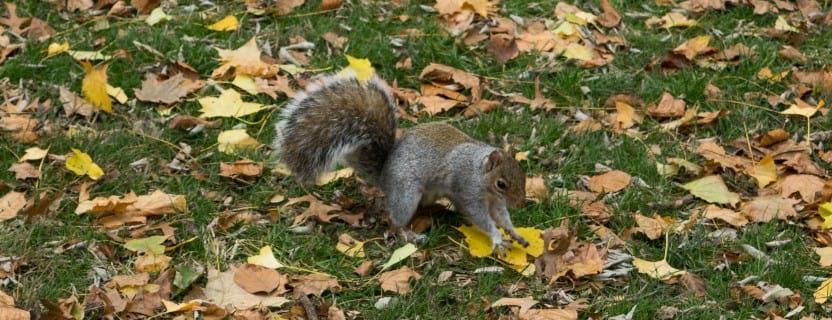 A Central Park squirrel
