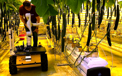 Vineland Converts Husky UGV into Cucumber Harvester to Boost Commercial Greenhouses