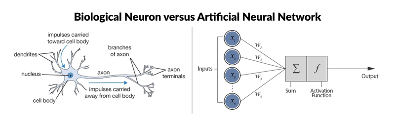 biological neuron versus artificial neural network diagram