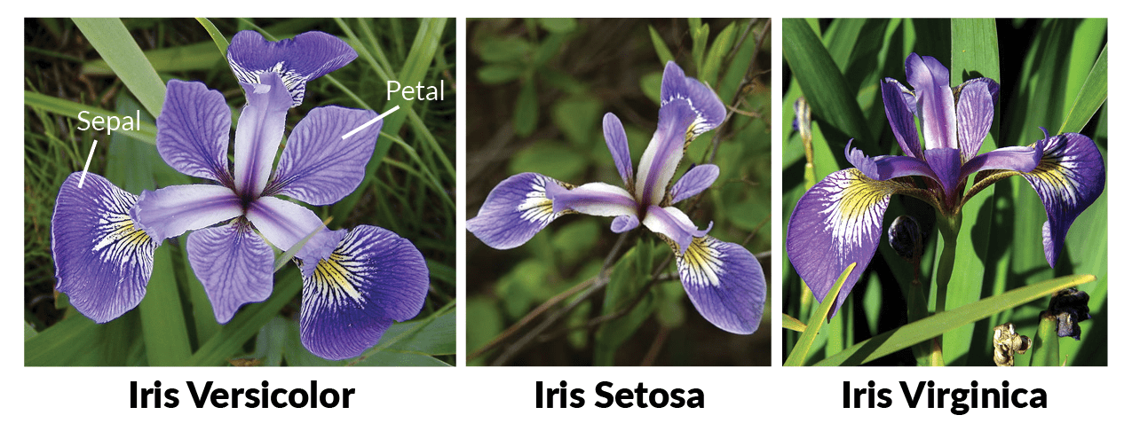 Iris, Description, Species, & Facts