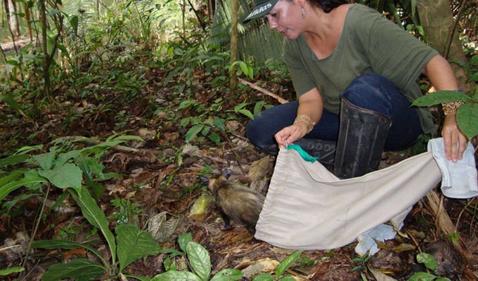 Zoóloga Ana Cristina Mendes de Oliveira, da UFPA, estuda como as atividades humanas afetam os mamíferos da região; acima, ela fazendo soltura de animal na Amazônia (Fonte: BBC Brasil)
