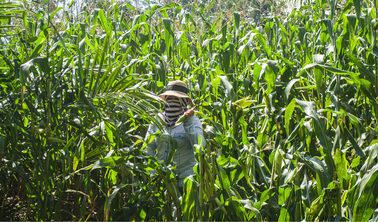 O milho é o coração da milpa — o sistema tradicional em que cultivar, alimentar e cuidar da saúde não se separam. (imagem: DianaMarina / Adobe Stock)