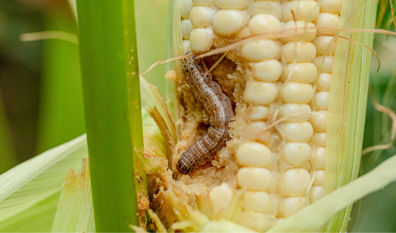Lagarta-do-cartucho (Spodoptera frugiperda) em espiga de milho. Nativa das Américas, a praga foi detectada na África em 2016 e se espalhou rapidamente por várias regiões da Ásia e por partes da Oceania. (imagem: ณัฐวุฒิ เงินสันเทียะ / Adobe Stock)