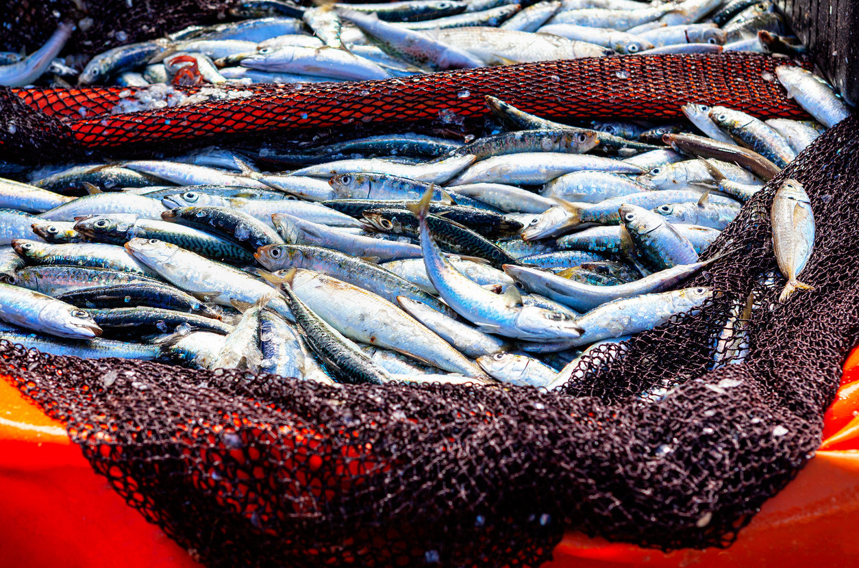 Os casos da síndrome de Haff estão associados ao consumo de peixes de água doce (Fonte: iStock).