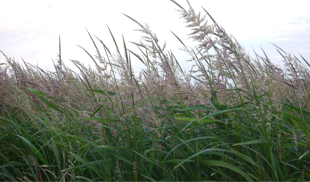 La tradición indígena y la biología se unieron en un litigio innovador para proteger al arroz silvestre. (imagen: Matt Lavin, utilizada bajo licencia CC BY-SA 2.0)