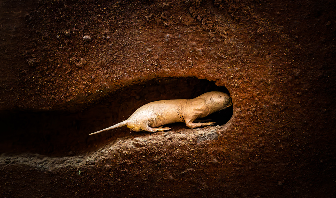 Modelos animales "no convencionales" pueden revolucionar el tratamiento de enfermedades humanas. (imagen: Diy13 / iStock)