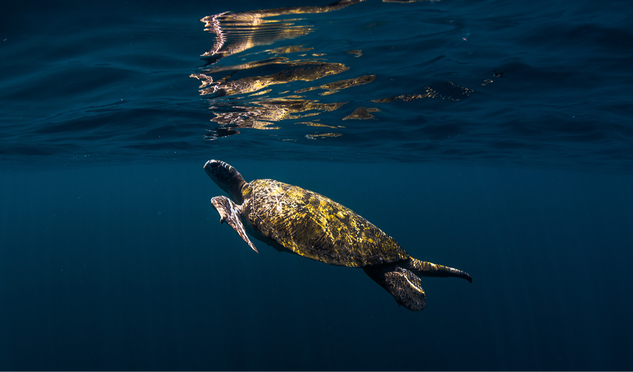 El aliento de la vida marina: cómo la Inteligencia Artificial y las cámaras portátiles están ayudando a la ciencia a monitorear los patrones de respiración de las tortugas verdes. (imagen: aon168 / Adobe Stock)