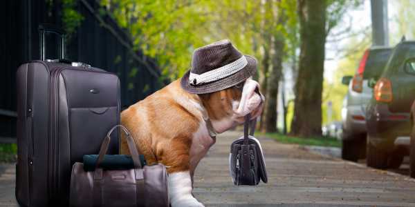 Top 5 Pet-Friendly U.S. Cities
