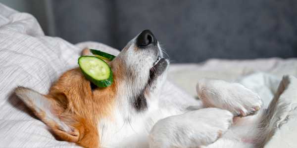 Hotels with the Best Puppy Perks