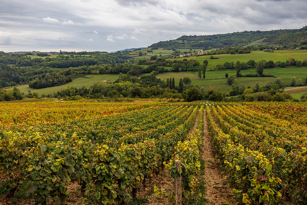 Burgundy wine vineyard