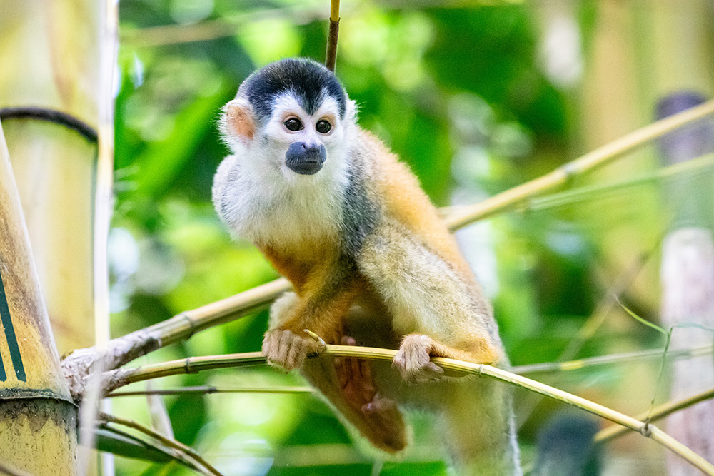 Costa Rica 