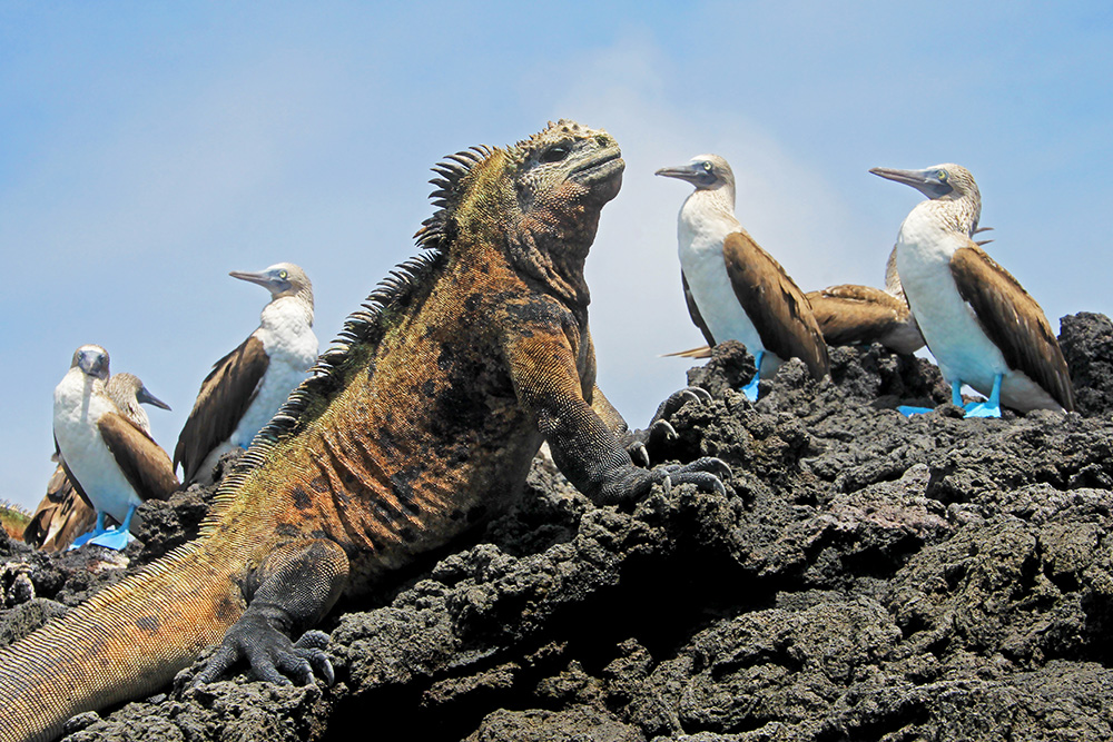 Wildlife on the Galapagos